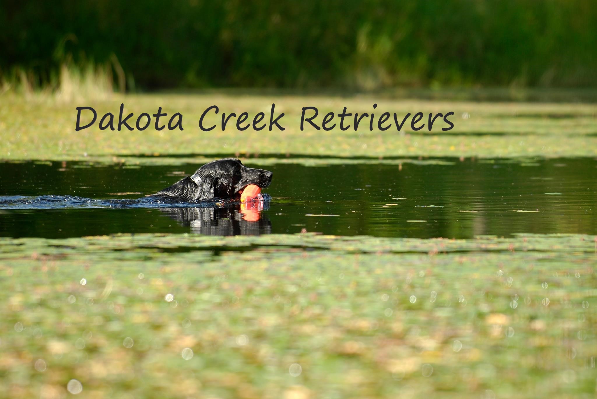 dakota_creek